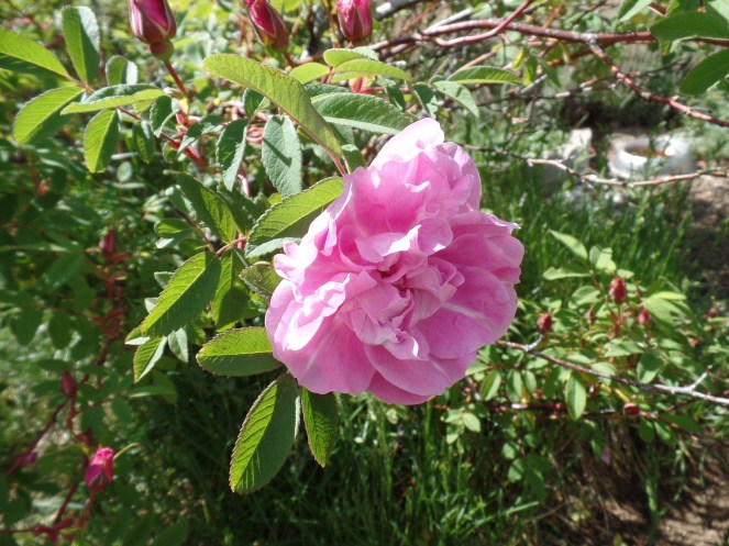 SAMSUNG CAMERA PICTURES