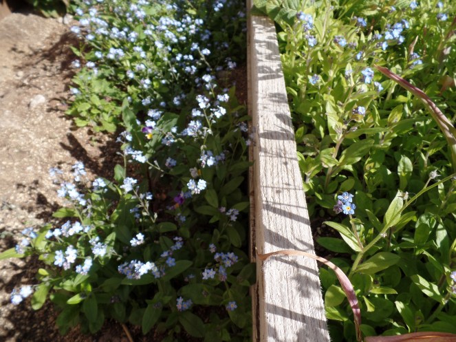 SAMSUNG CAMERA PICTURES