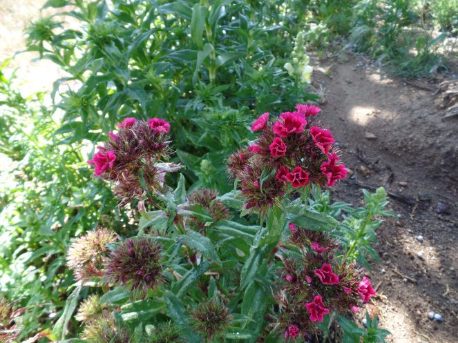 SAMSUNG CAMERA PICTURES