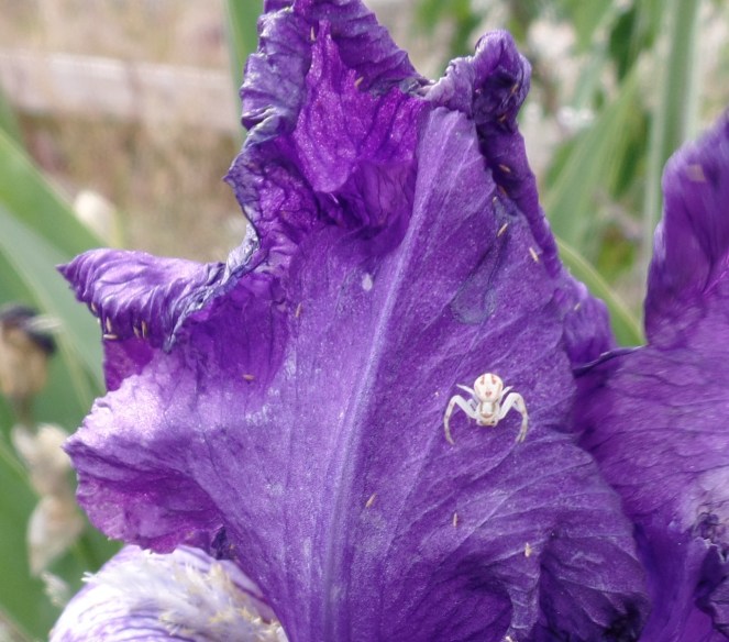 SAMSUNG CAMERA PICTURES