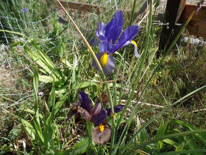 SAMSUNG CAMERA PICTURES