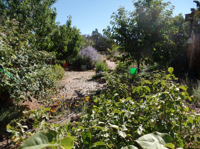 SAMSUNG CAMERA PICTURES