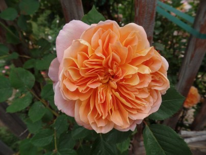 SAMSUNG CAMERA PICTURES