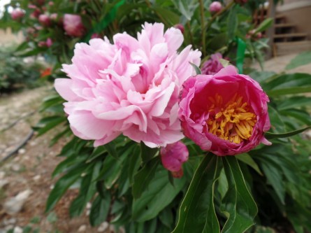 SAMSUNG CAMERA PICTURES