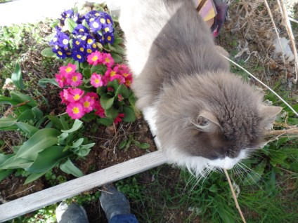 SAMSUNG CAMERA PICTURES