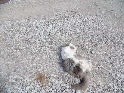 SAMSUNG CAMERA PICTURES