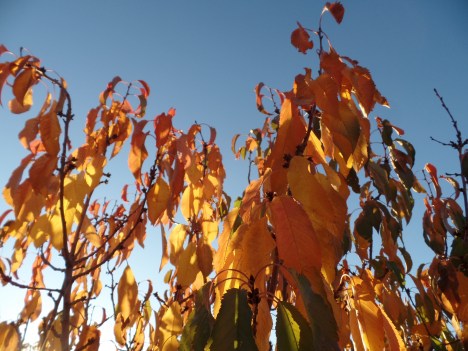 SAMSUNG CAMERA PICTURES