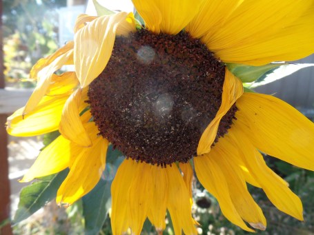 SAMSUNG CAMERA PICTURES